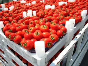 المغرب يعزز حضوره في السوق الإسبانية بالفواكه والخضروات