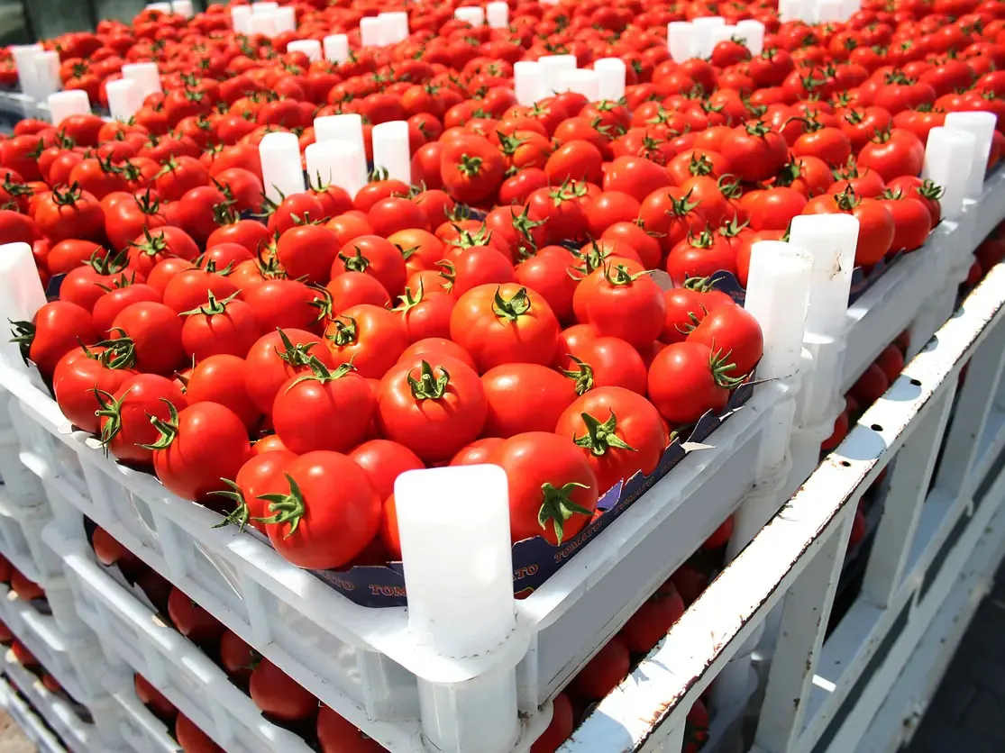 المغرب يعزز حضوره في السوق الإسبانية بالفواكه والخضروات