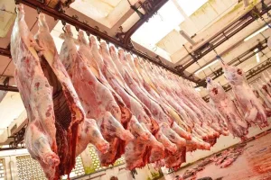 واردات المغرب من اللحوم البرازيلية تتصاعد وسط طفرة قياسية في إنتاج البرازيل