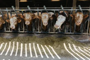 اختلالات خطيرة في أعلاف الماشية تستنفر الفلاحين وتحرج وزارة الفلاحة