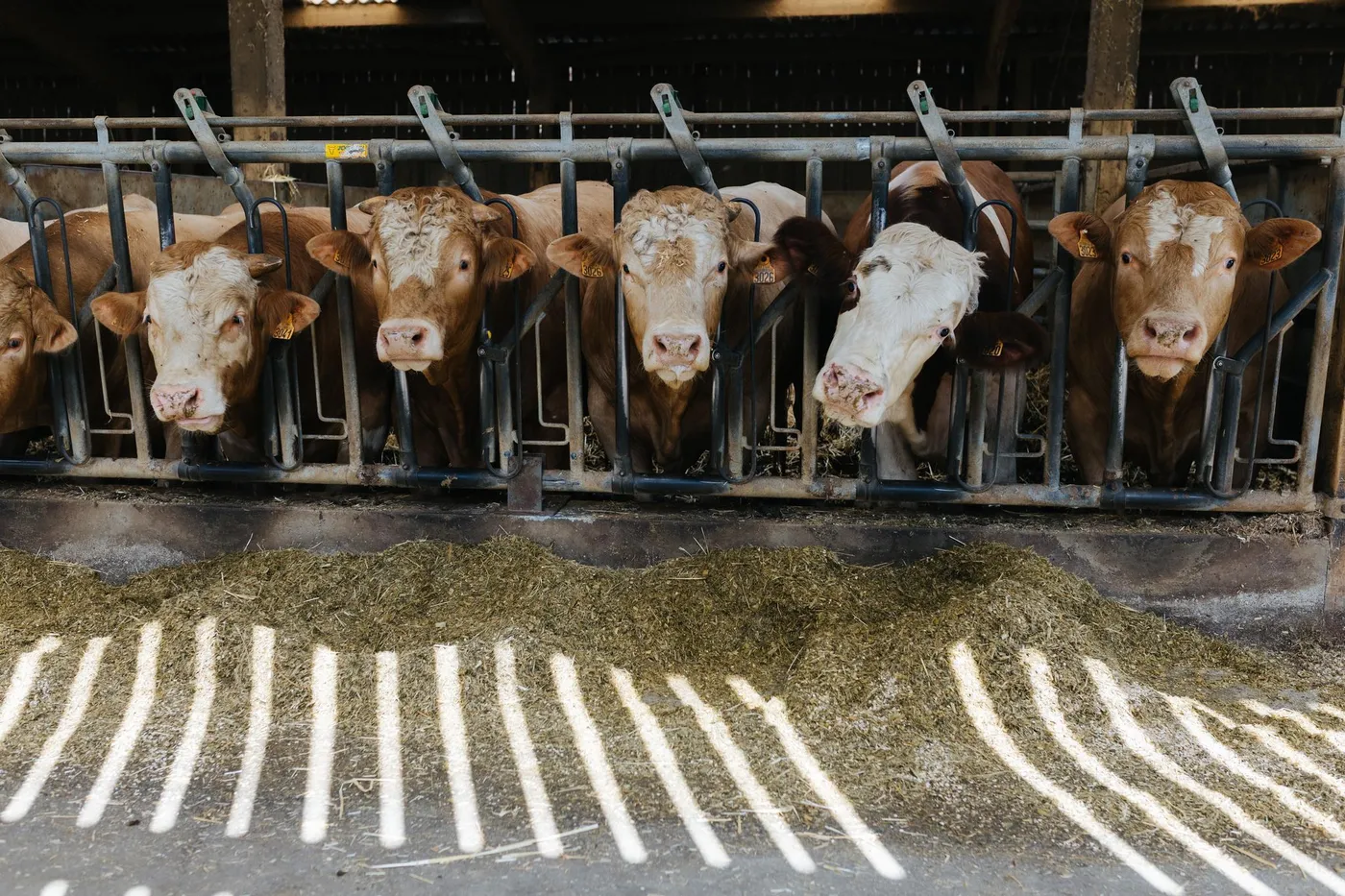 اختلالات خطيرة في أعلاف الماشية تستنفر الفلاحين وتحرج وزارة الفلاحة