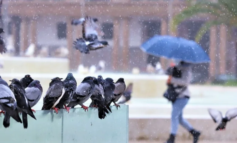 تساقطات مطرية مهمة تعيد الانتعاش لعدد من مناطق المملكة