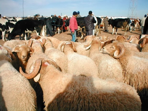 دعم الماشية في مواجهة الجفاف وتعزيز السيادة الغذائية.. خبير اقتصادي يكشف شروط نجاح الخطة الحكومية