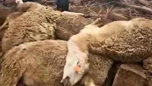 انهيار إسطبل بفعل الأمطار الغزيرة يتسبب في نفوق قطيع أغنام بضواحي مراكش