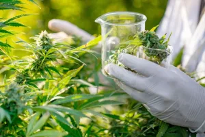 القنب الطبي بين الاعتقاد العلمي والحقيقة.. دراسة أمريكية تكشف محدودية الفوائد العلاجية