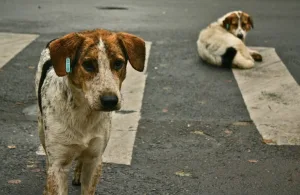 طنجة تستعد لإطلاق مركز حديث لمعالجة ظاهرة الكلاب الضالة