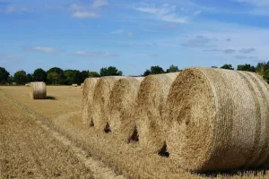 اتفاق جديد يفتح أبواب السوق المغربية أمام الأعلاف البرازيلية