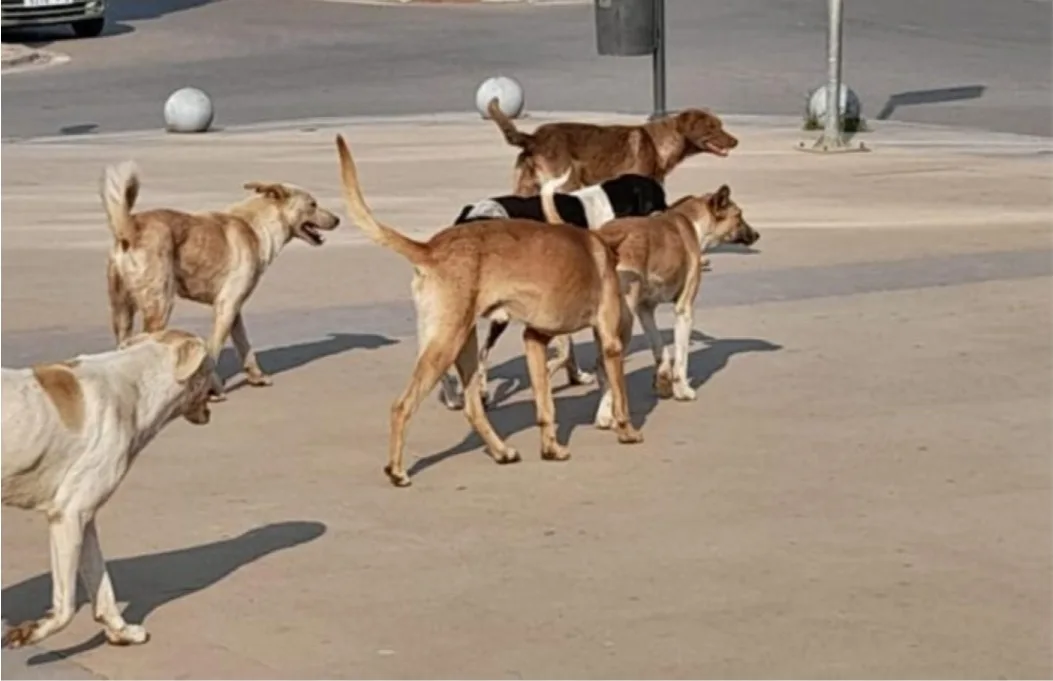 وجدة … كلاب ضالة تقتل شرطي مرور