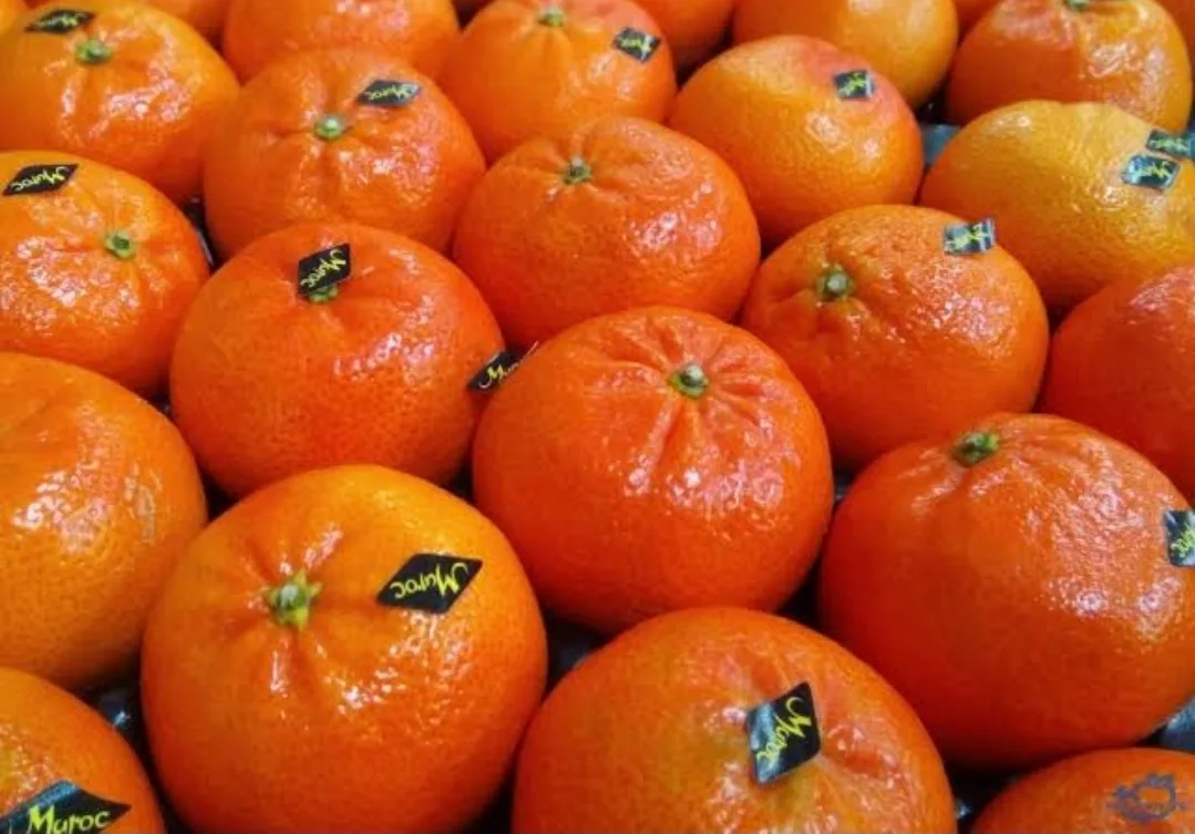 الصادرات الفلاحية المغربية تفرض حضورها في ألمانيا … والماندرين نموذج لتحول صامت