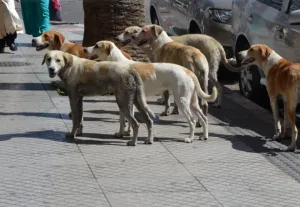 مرة أخرى … الكلاب الضالة تدخل البرلمان المغربي :   المستشار السطي يثير الوضعية ووزير الداخلية يكشف أرقام مفزعة