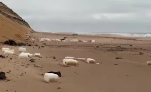 هويلفا :     براميل وقود بلاستيكية تكشف الوجه المظلم لشبكات تهريب المخدرات التي إستعمرت جنوب إسبانيا