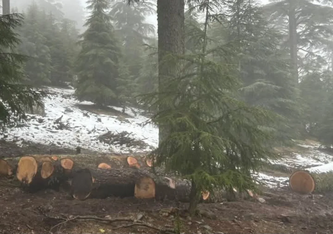 الحسيمة :     نداء عاجل لحماية غابة “ثيزي إيفري” بالإقليم … ثروة بيئية على حافة الإنهيار