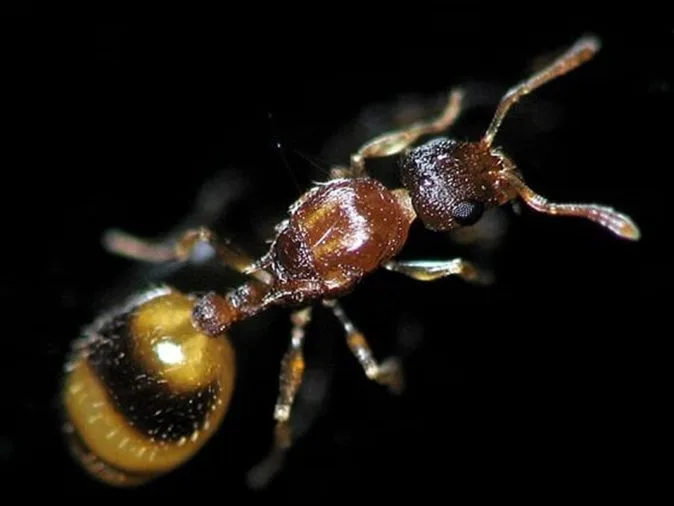 اكتشاف نوع جديد من النمل يعيش حصرياً في المغرب ويعزز غنى التنوع البيولوجي الوطني