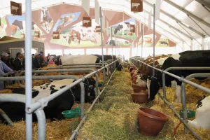 نقاش داخل الغرفة الفلاحية بجهة الشمال حول دعم الفلاحين وغلاء الأعلاف والأسمدة