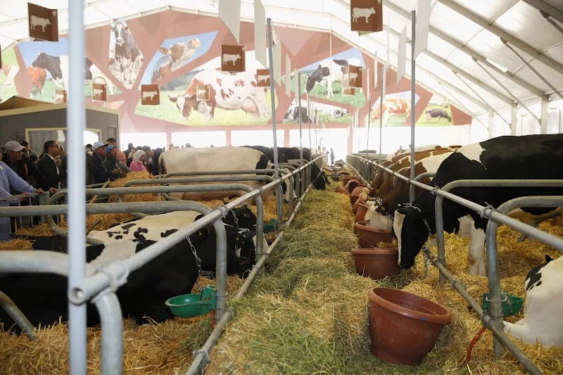 نقاش داخل الغرفة الفلاحية بجهة الشمال حول دعم الفلاحين وغلاء الأعلاف والأسمدة