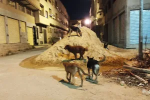 حملات إبادة الحيوانات الضالة بالمغرب تثير غضب جمعيات الرفق وتدعو لتدخل عاجل