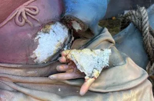 عمل تخريبي جديد يهزّ مليلية المحتلة… تدمير أربع مجسّمات من مغارة الميلاد وإتلاف أجزاء رمزية