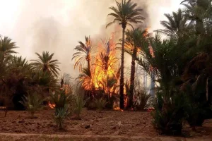 السنتيسي يطالب بكشف حقائق برامج الوقاية من حرائق واحات طاطا