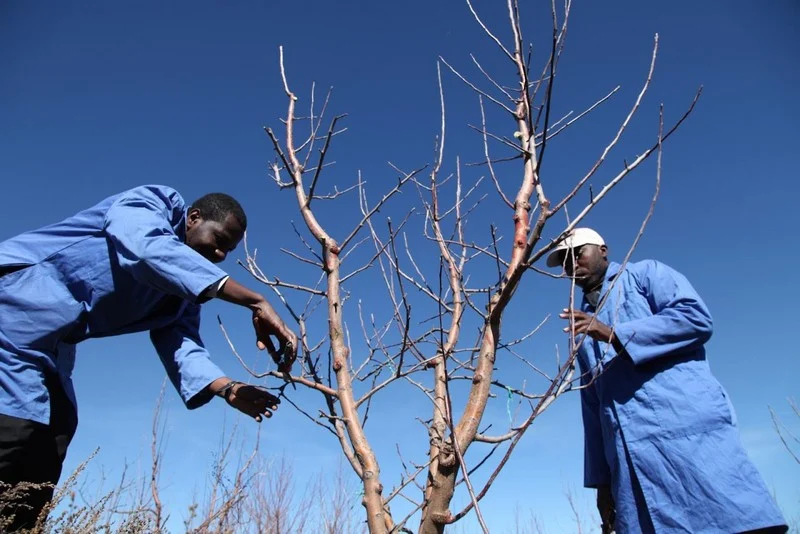 خصاص اليد العاملة يهدد الفلاحة بسوس ماسة والمهاجرون الأفارقة يسدون الفراغ