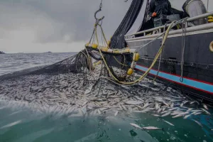 روسيا تفتح باب طلبات حصص الصيد في المياه المغربية بموجب الاتفاق البحري الجديد
