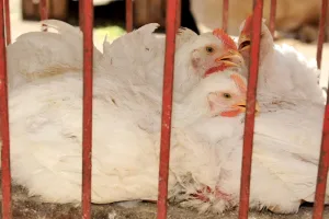 تحقيقات موسعة تطال فاعلين في سوق الأعلاف والكتاكيت