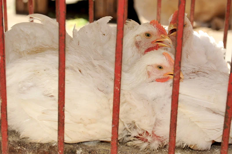 تحقيقات موسعة تطال فاعلين في سوق الأعلاف والكتاكيت