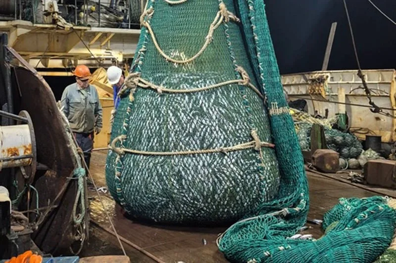 بعثة علمية روسية ترصد مخزون الأسماك والبيئة البحرية بالسواحل المغربية