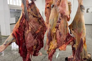 وزان :      ضبط بقرة مصابة بالسل بمجزرة ومصادرة لحومها حماية للمستهلكين