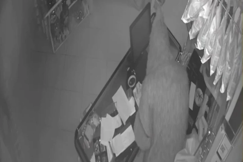 توقيف عشريني متورط في سلسلة سرقات ليليّة هزّت مدينة وزان