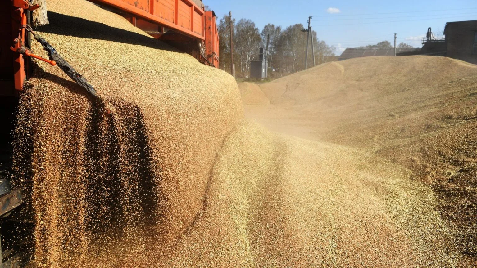 تراجع الإنتاج يرفع الفاتورة.. لماذا أصبح المغرب في صدارة مستوردي الحبوب؟