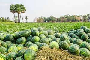 عمالة طاطا تنفي السماح بزراعة البطيخ وتؤكد استمرار قرار المنع لحماية الموارد المائية