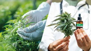 نبتة مخدر “الكيف” يفجّر خلافًا في إسبانيا… رئيسة مدريد تلوّح بمخاطر «التطبيع»