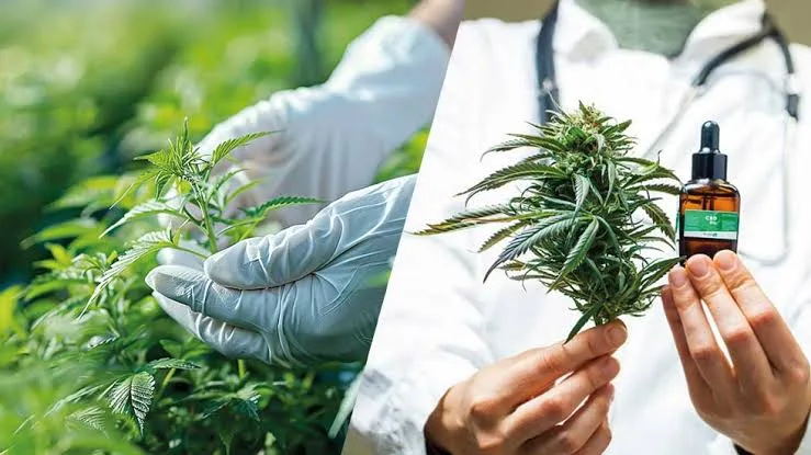 نبتة مخدر “الكيف” يفجّر خلافًا في إسبانيا… رئيسة مدريد تلوّح بمخاطر «التطبيع»