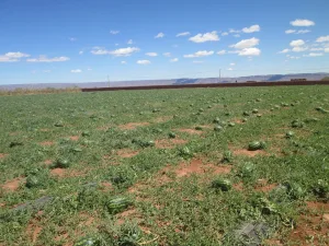 صادرات البطيخ المغربي تنتعش بقوة في 2025 وتستعيد مكانتها في الأسواق الأوروبية بعد عامين من الجفاف