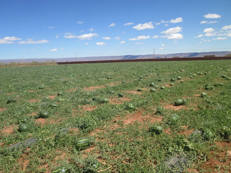 صادرات البطيخ المغربي تنتعش بقوة في 2025 وتستعيد مكانتها في الأسواق الأوروبية بعد عامين من الجفاف