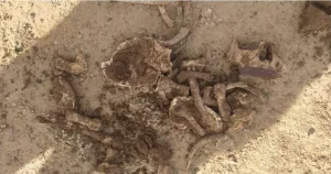 الرحامنة … فلاح يعثر على عظام بشرية مدفونة في أرضه !