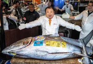 سمكة تونة فاخرة بطوكيو تُباع بـ 3 ملايير سنتيم مغربية