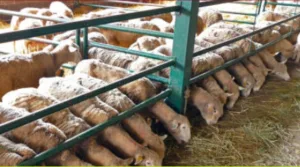 رغم الأمطار الغزيرة … كسابة أسا الزاك خارج دعم الأعلاف واتهامات للحكومة بسوء التوزيع وحرمان الإقليم