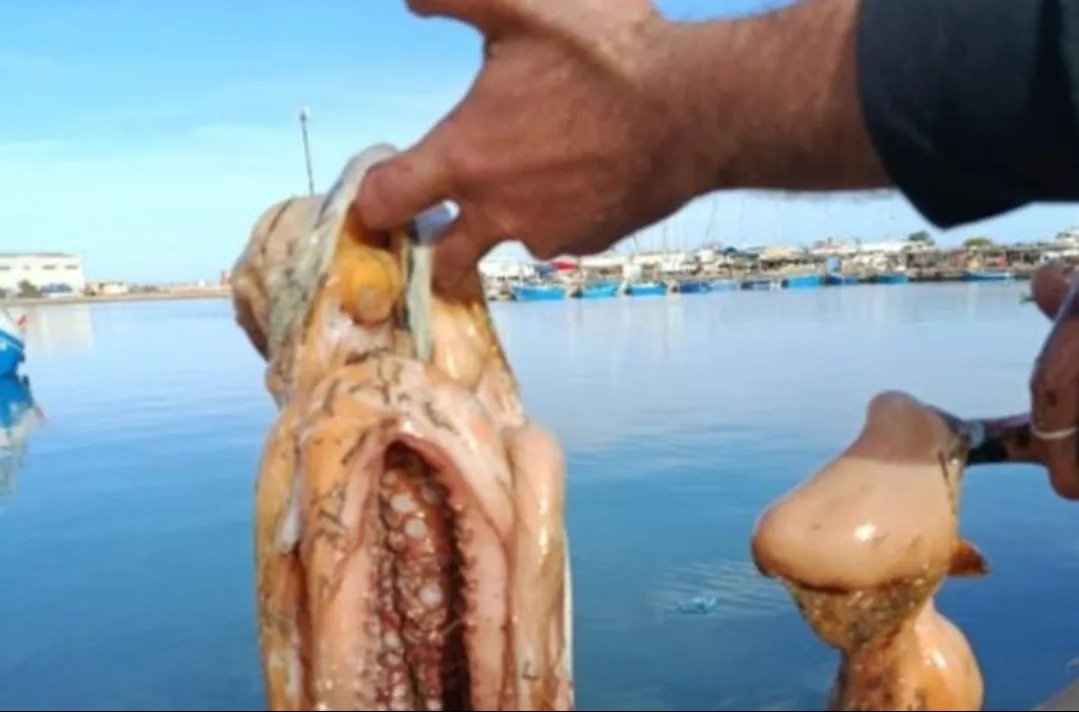 السعيدية :     موسم أخطبوط مرتبك بالمدينة السياحية :     وفرة عابرة، حصص محدودة، ومعاناة متواصلة للصيد التقليدي