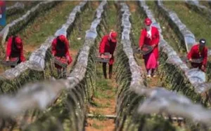 وصول مئات المغربيات إلى جنوب إسبانيا