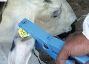 بركان :    تأخر تعويضات المشاركين في ترقيم القطيع يفجّر غضبًا برلمانيًا