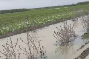 أمطار غزيرة تغرق حقول اللوكوس وتضع فلاحي العرائش أمام خسائر ثقيلة