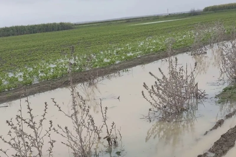 أمطار غزيرة تغرق حقول اللوكوس وتضع فلاحي العرائش أمام خسائر ثقيلة