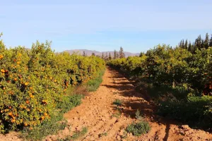 تقرير أمريكي: موسم واعد للحوامض المغربية وارتفاع في إنتاج اليوسفي والبرتقال