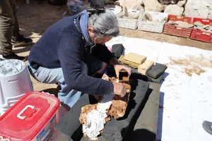 اكتشاف مغربي يعيد رسم خريطة تطور الإنسان قبل 800 ألف سنة