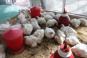 اختناق الموانئ يهدد سلاسل الأعلاف ويُنذر بأزمة غذائية وشيكة