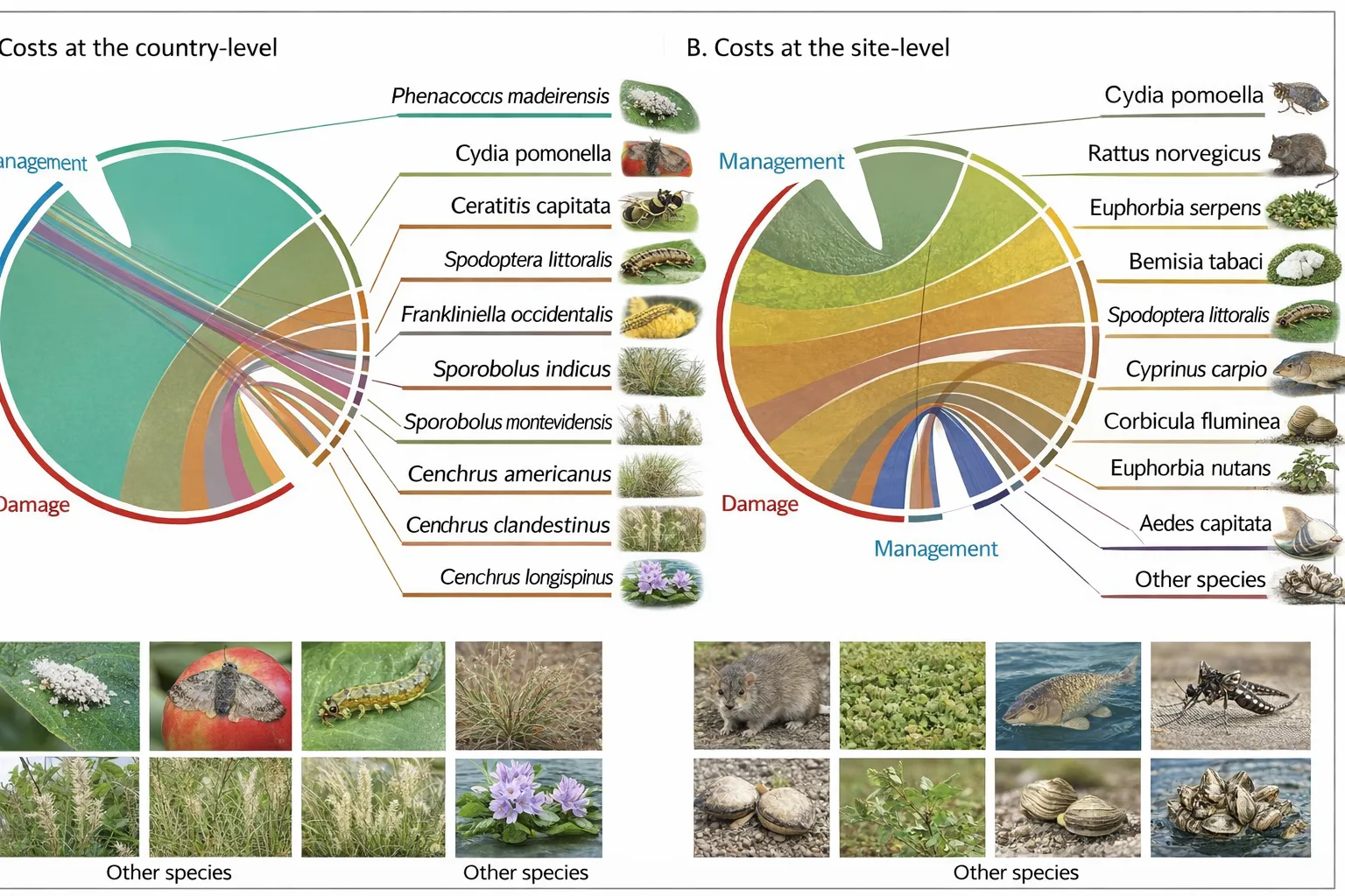 الغزو البيولوجي يقرع ناقوس الخطر: كائنات دخيلة قد تكلف المغرب مليارات سنويا