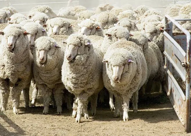 المغرب يراهن على تنويع مصادر التزود ويقفز فوق استيراد مكلف من أستراليا… وإسبانيا تتابع بترقب