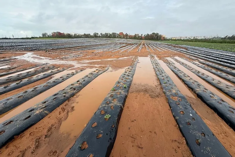 أمطار غزيرة تُغرق حقول البطاطس وتكبّد الفلاحين خسائر ثقيلة