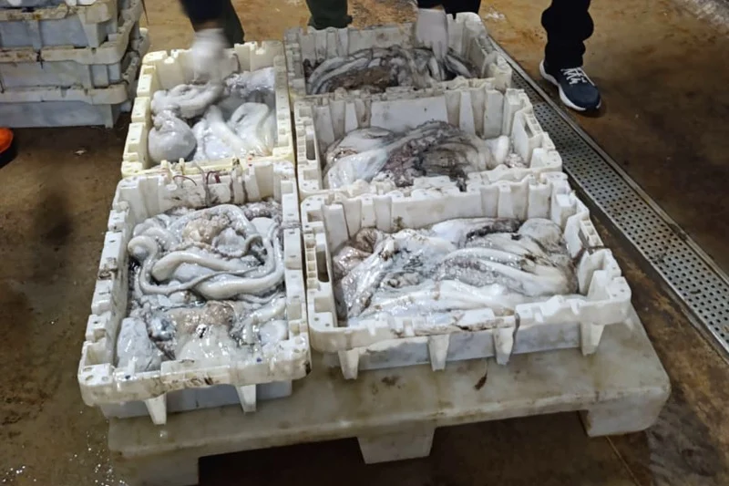 موسم صيد الأخطبوط الشتوي 2026 ينطلق بقوة في العيون الساقية الحمراء